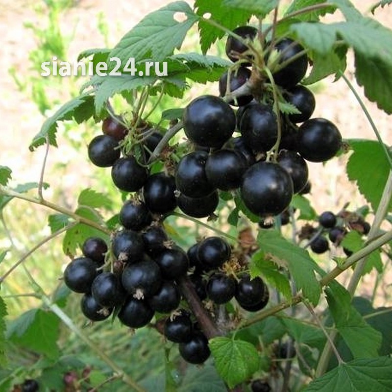 Смородина СОБОЛИНКА (черная)