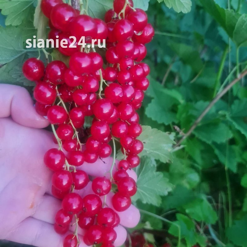 Смородина НОЧКА (красная)