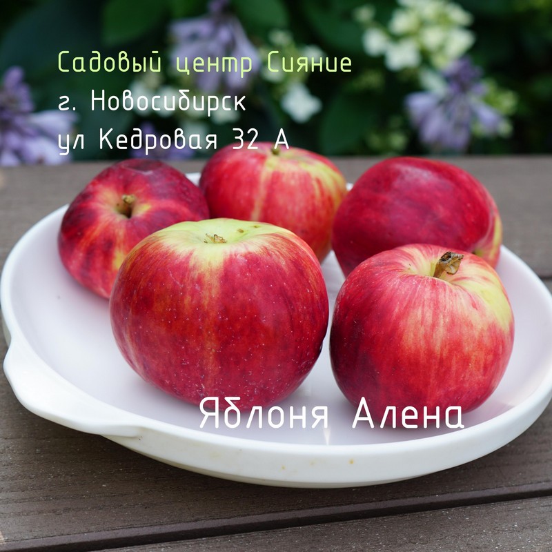 Яблоня АЛЕНА (раннелетняя, крупноплодная)