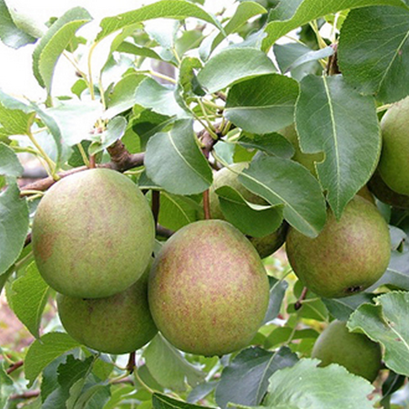 Груша СЕВЕРЯНКА (летняя)