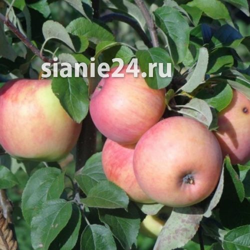 Яблоня УСЛАДА (осенняя, крупноплодная)