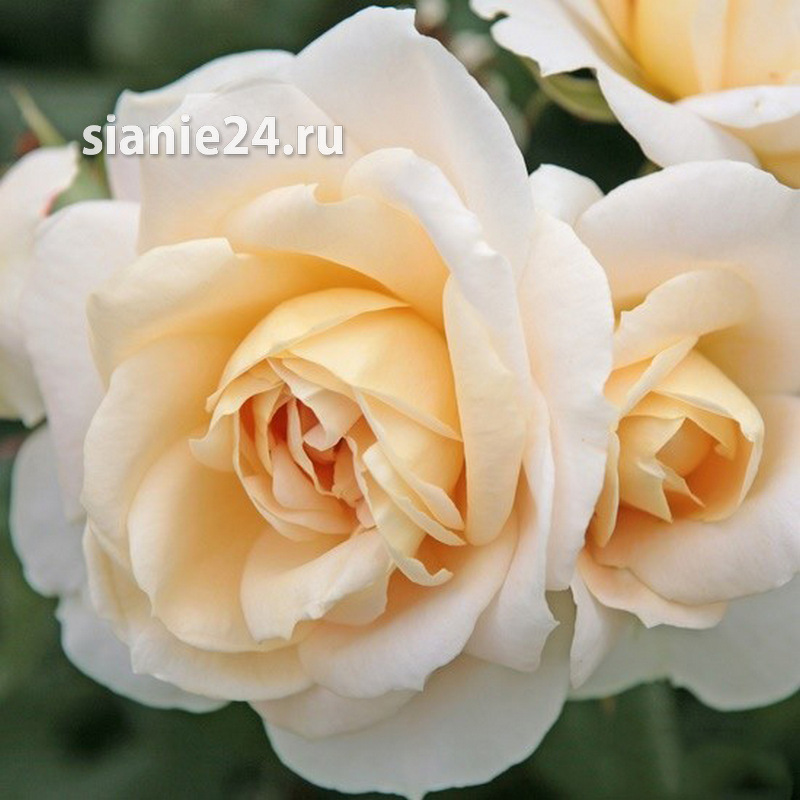 LIONS ROSE (Лионс Роуз) флорибунда