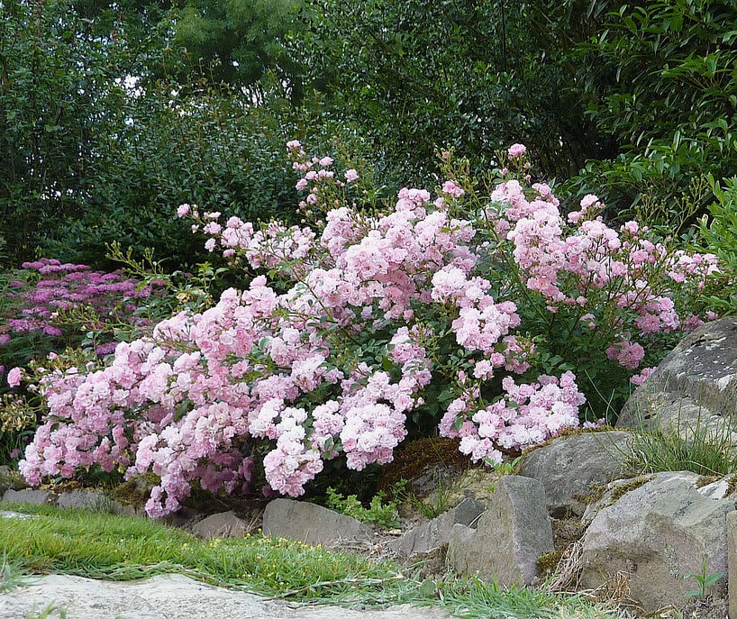 THE FAIYRI (Зе Фейри) почвопокровная