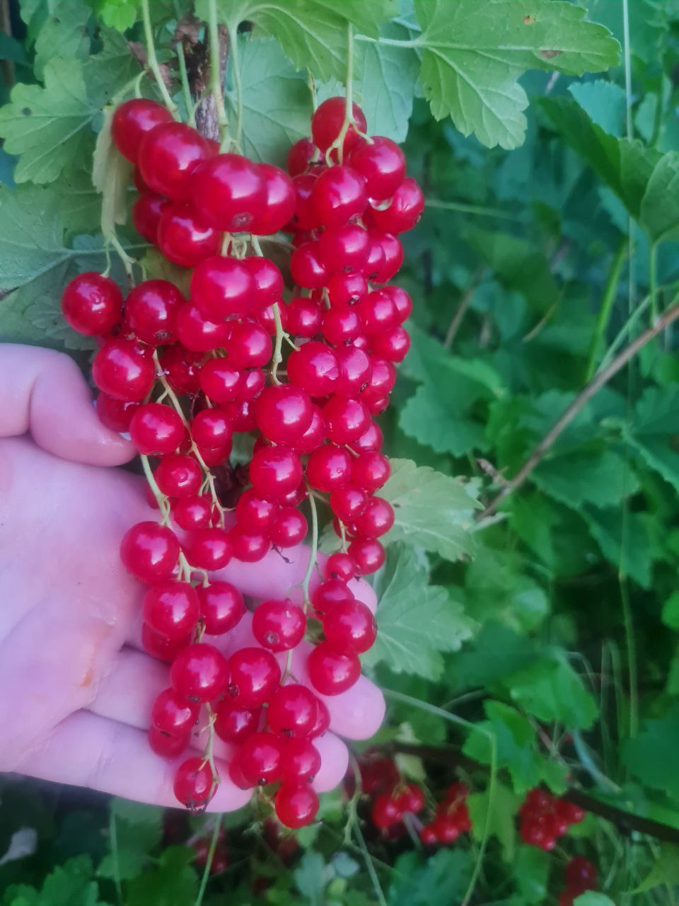 Смородина НОЧКА (красная)